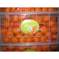 Mandarin Manis Segar